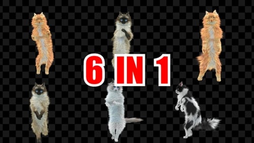 Katzentanz 6er Pack
