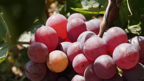 Langsames Kippen über Trauben an einer Rebe in einem Weinberg 4K-Aufnahmen