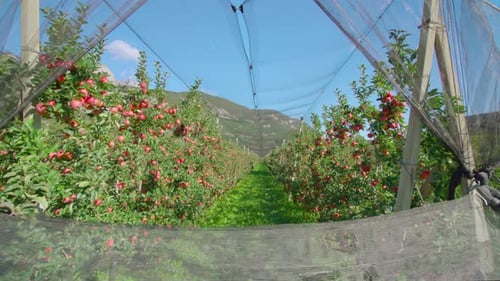Grass Path Stretches Between Apple Trees with Red Fruits