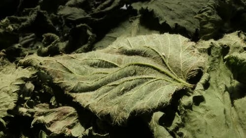Leaves of common nettle Urtica dioica dried 4K video
