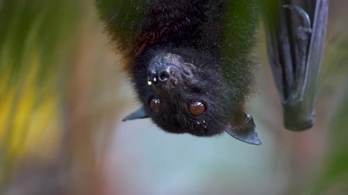 Pteropus Vampyrus descansando boca abajo y mirando a su alrededor. PRIMER PLANO EXTREMO