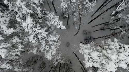 VUE AÉRIENNE : Plan du dessus du survol d'une forêt de pins avec des sommets enneigés
