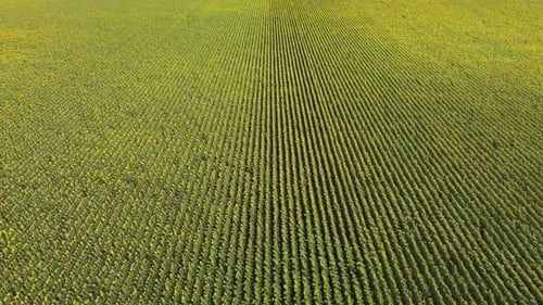 Top View of a Field with a Sunflower