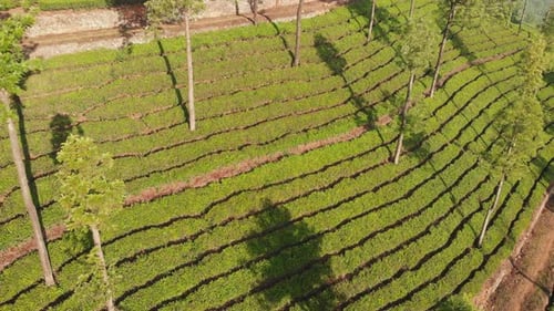 Vue aérienne des plantations de thé par Drone à proximité de la ville de Munnar