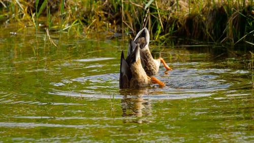 Plongée du canard colvert