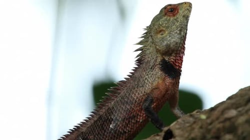 Lizard Observing