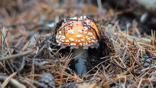 Toadstool mushroom in the forest in autumn