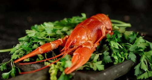 One Beautiful Boiled Crayfish with Herbs Rotates on Table.