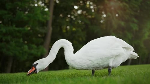 Schöne Schwanenfütterung am sonnigen Tag auf der Wiese. Einzelner Schwan weidet im Freien