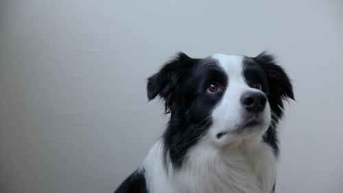 Funny Cute Puppy Dog Border Collie Holding Toy Ball in Mouth Isolated on White Background