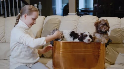 The Child Plays with Several Puppies Who Sit in the Basket