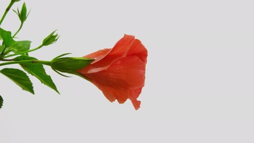 Beautiful Flower Blooming in Time Lapse