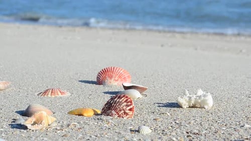 Cockleshells 68