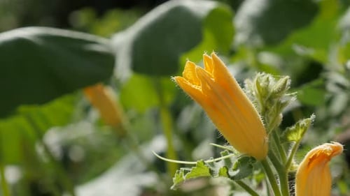 Garden pumpkin squash plant close-up 4K 2160p 30fps UltraHD footage - Yellow Cucurbita pepo flowe