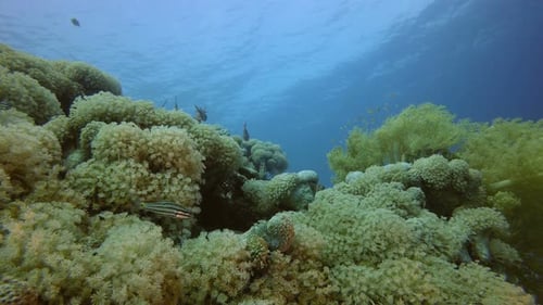 Underwater Scene of Coral and Fish in Ocean