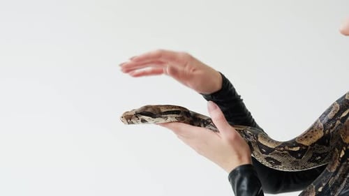 Gros plan de la tête du serpent sur les mains d'une femme