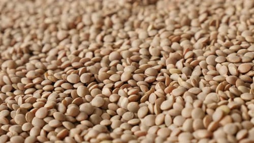 Close Up View of Fresh Brown Lentils