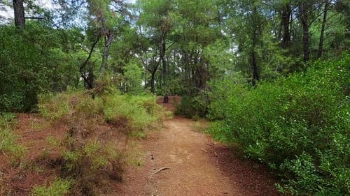 Forest Walking