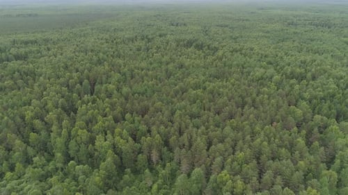 Flight Over the Green Forest