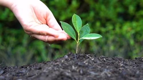 Foto em câmera lenta - mão dando água para a planta