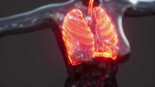 3D Animated Human Lungs Glowing for Medical Science