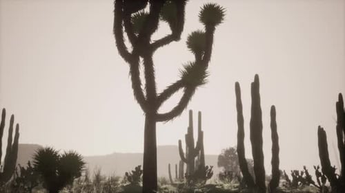 Sunlight Ray Shooting Across the Desert Sky at Sunset