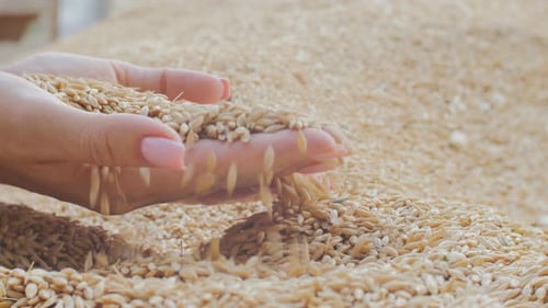 Woman's Hands Sifting Through Pile of Grain