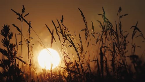 Die Scheibe der untergehenden Sonne durch das Gras im Vordergrund