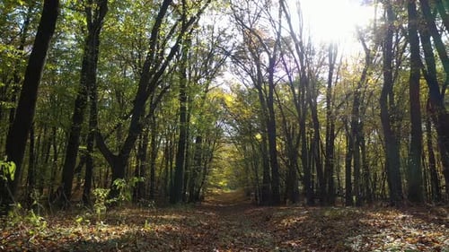 Epic Forest On A Sunny Day