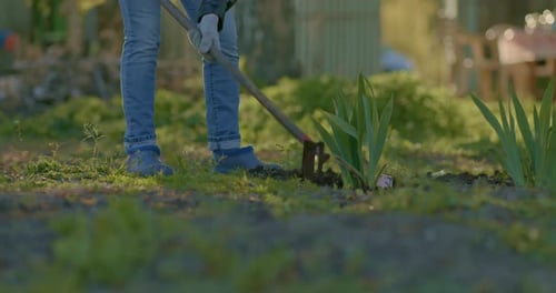 Gardener Spuds Seedlings of Plants Loosens the Soil with a Chopper