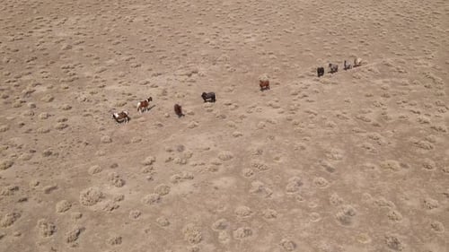 Aerial shot of wild horses in the desert