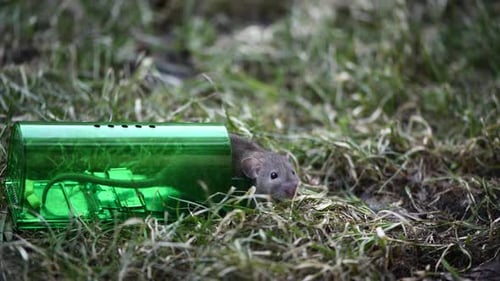 Große graue Maus oder kleine Ratte, gefangen in grüner Plastik-Mausefalle, humane Freilassung auf frisches Gras im Park