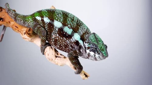 Panther Chameleon Looking Around