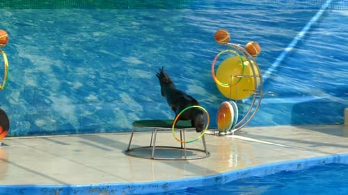 Performance des otaries à fourrure