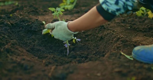 Housewife or Gardener is Planting Tomato in Kitchengarden in Spring Prores