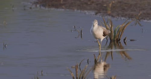 Close up of a Green Sandpiper in Water with sky reflection Wading and Foraging normal motion