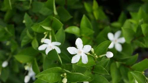Blurred Close Up Macro of Colorful Tropical Flower in Spring Garden with Tender Petals Among Sunny