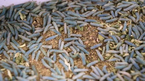 Vers bleus et blancs pour la pêche. Appâts et nourriture pour poissons
