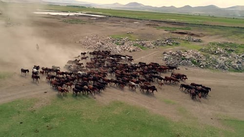 Horse Herd