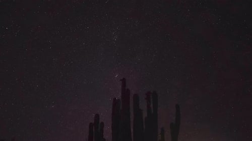 Starry Night Sky Over Desert Cactus