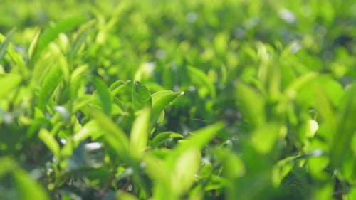 Tea Leaves at Sunlight Extreme Close View Slow Motion