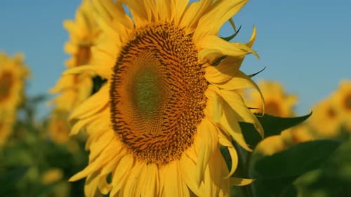 Bright Yellow Sunflowers in a Sunny Field