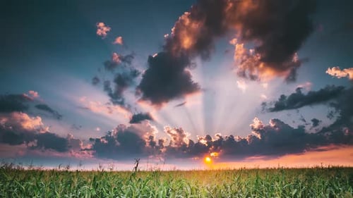 Summer Sunset Evening Above Countryside Rural Wheat Field Landscape