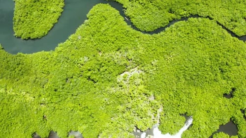 Aerial View of Mangrove Forest and River