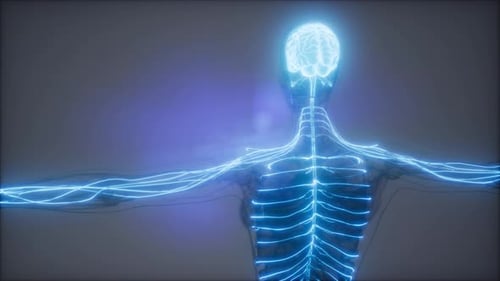 Glowing Human Nervous System Digital Display Animation