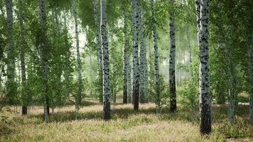 Birch Forest in Sunlight in the Morning