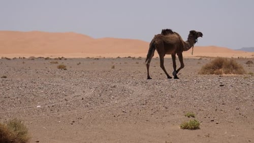 Camel Walking Across Arid Desert Landscape