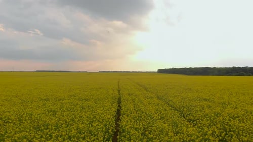 Yellow Canola Field Aerial Drone View. Rapeseed Blossom Field with Strips of Bright Yellow Rape and