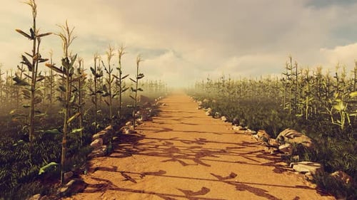 Corn Field