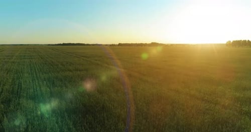 Low Altitude Flight Above Rural Summer Field with Endless Yellow Landscape at Summer Sunny Evening